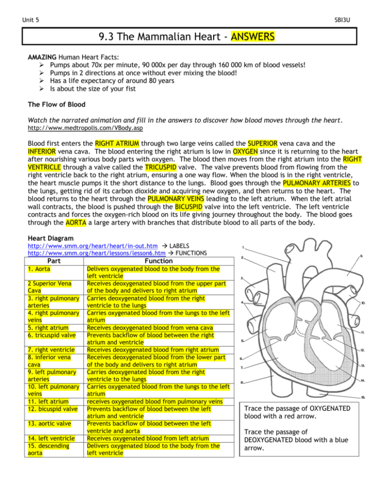 Mammalian Heart Worksheet Blood Flow Anatomy