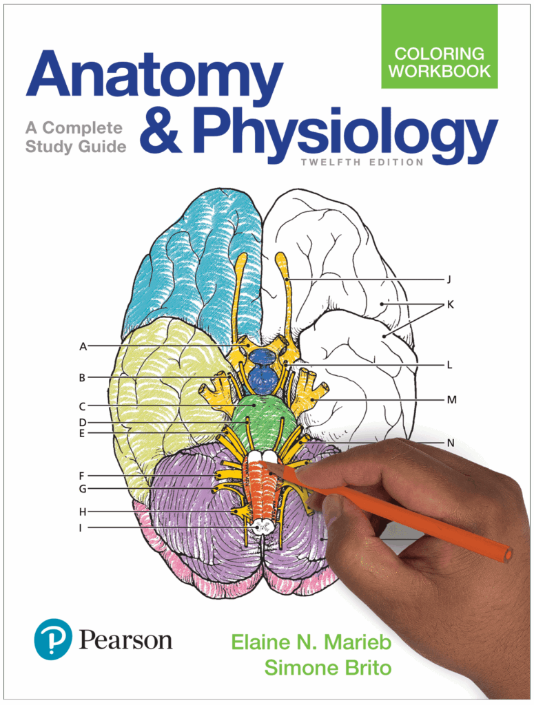 Marieb Keller Essentials Of Human Anatomy Physiology 12th Edition 