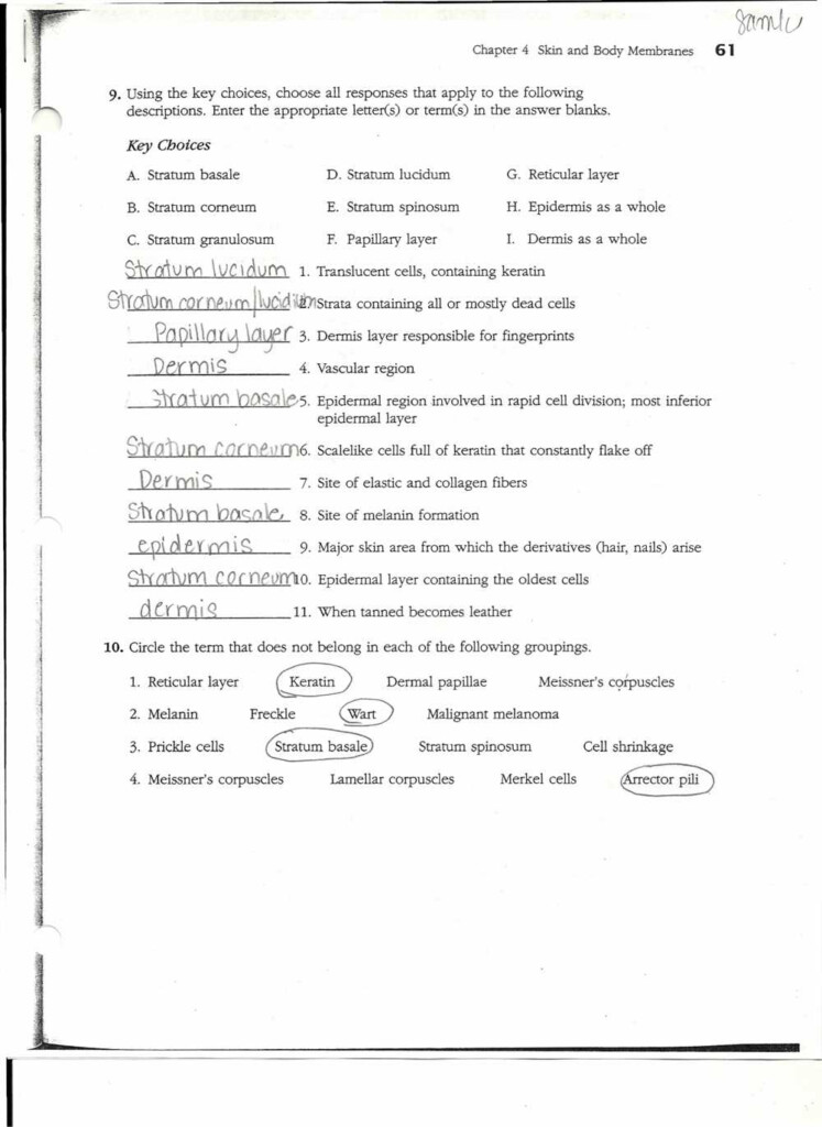 Mastering Chapter 6 Uncovering Answers In The Anatomy And Physiology 