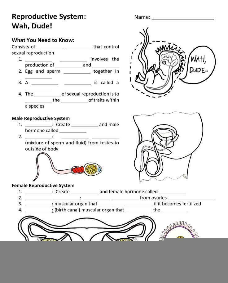Matching Reproductive Anatomy Worksheet Anatomy Worksheets
