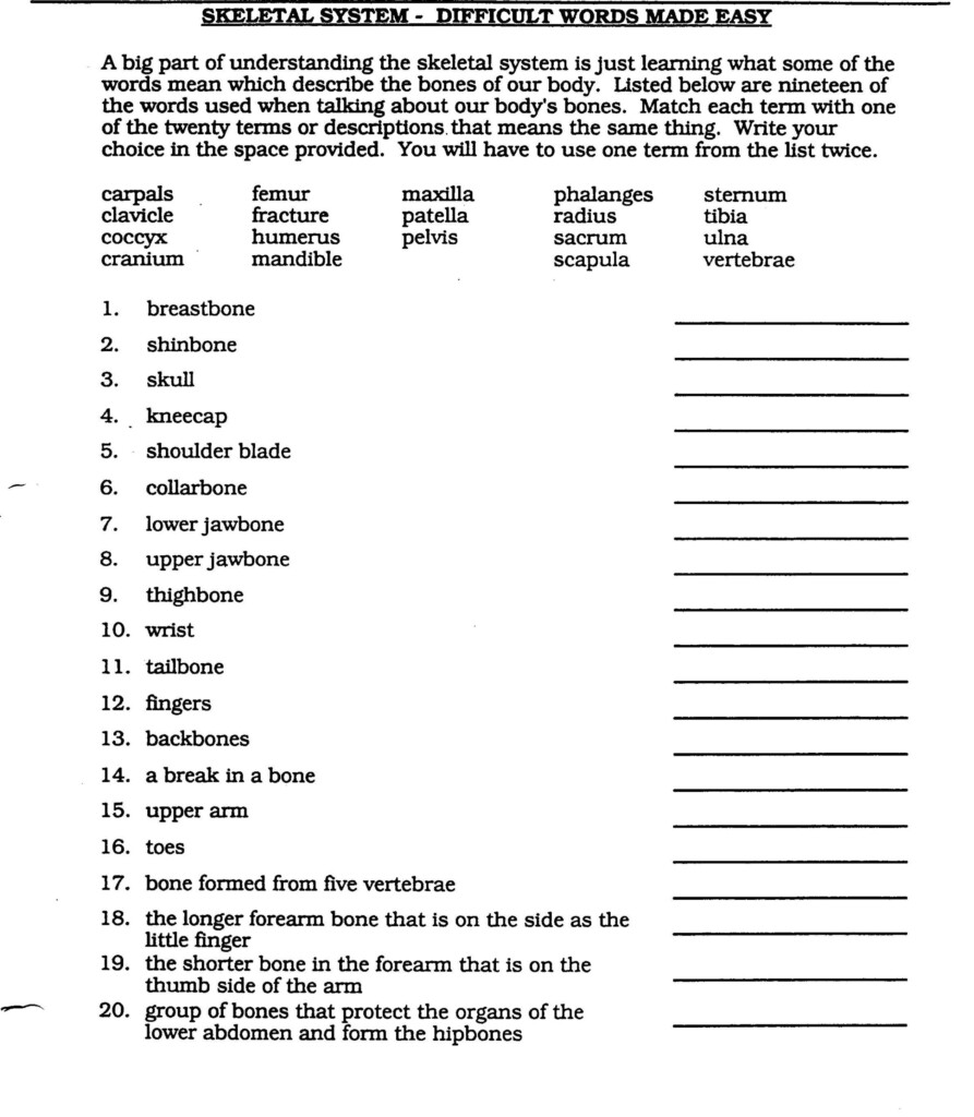 Medical Anatomy And Physiology Review Worksheet Anatomy Worksheets
