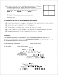 Meiosis And Genetics Review Worksheet By Biology With Brynn And Jack