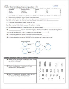Meiosis And Genetics Review Worksheet By Biology With Brynn And Jack