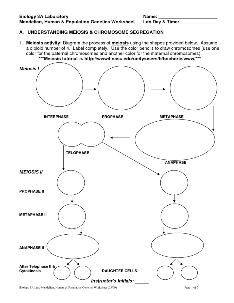 Meiosis Coloring Worksheet