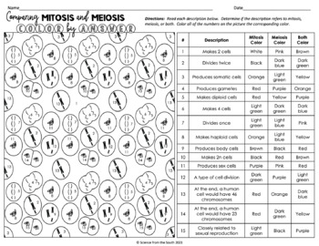 Meiosis Coloring Worksheet