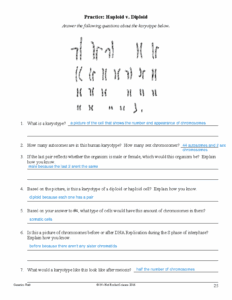 Meiosis Karyotype Haploid Diploid Worksheet Genetics Unit It s Not