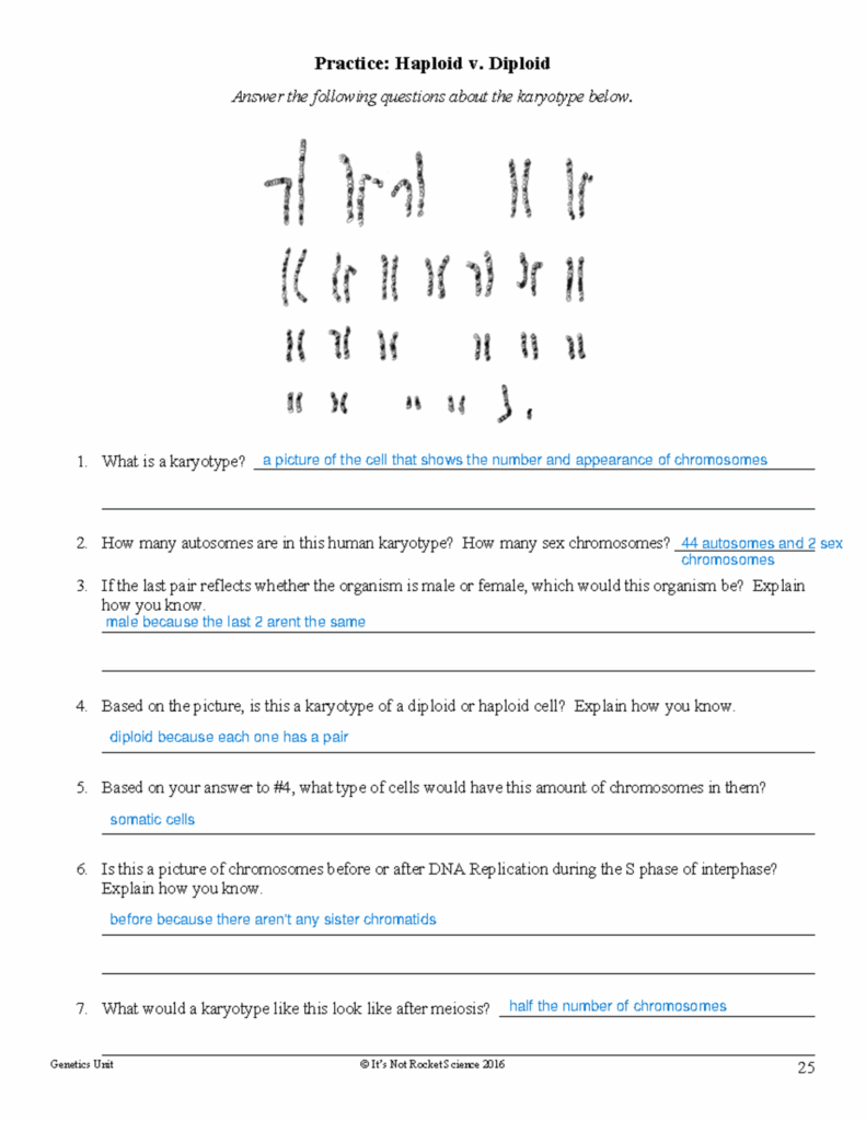Meiosis Karyotype Haploid Diploid Worksheet Genetics Unit It s Not 