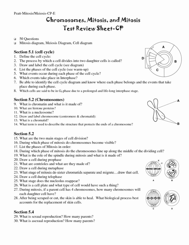 Meiosis Review Worksheet Answer Key Kidsworksheetfun