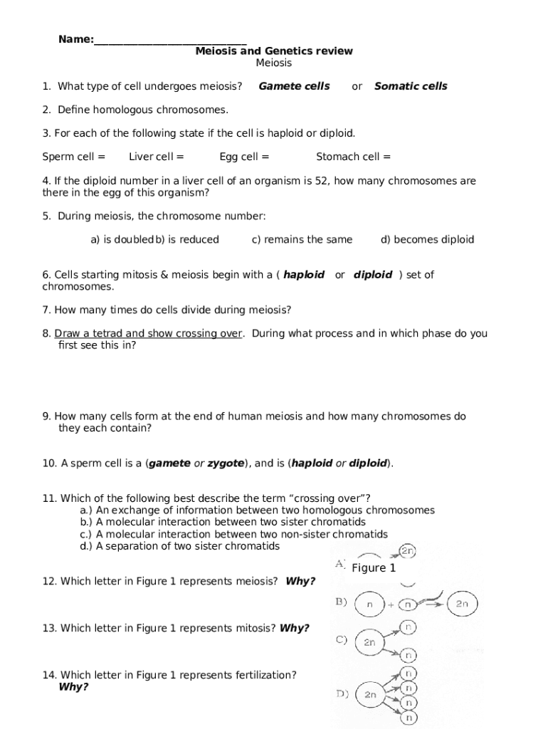 Meiosis Review Worksheet Doc Template PdfFiller