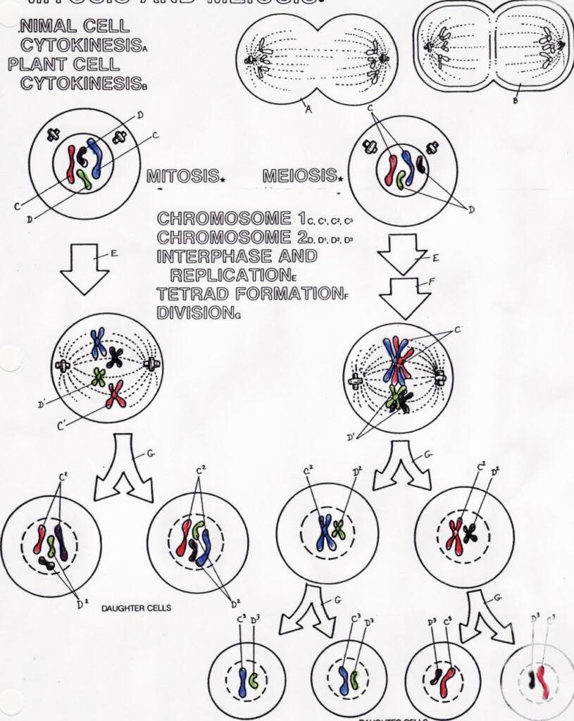 Meiosis Vs Mitosis Worksheet Coloring 640880
