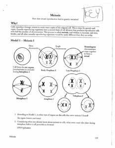 Meiosis Worksheet Fill And Sign Printable Template Online