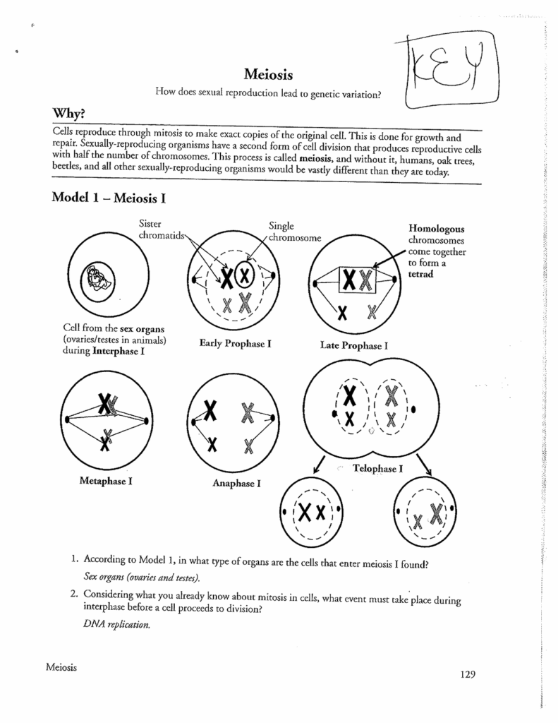 Meiosis Worksheet Fill And Sign Printable Template Online 