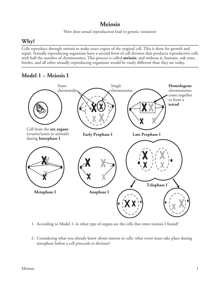 Meiosis Worksheet Genetic Variation Cell Division