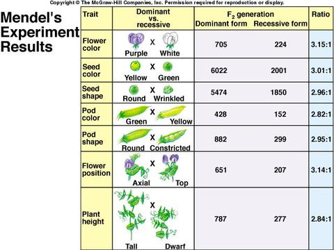 Mendel 39 s Experiments Genetics And Cell Division