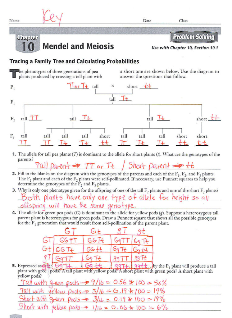 Mendel And Heredity Worksheet Answer Key Printable Word Searches