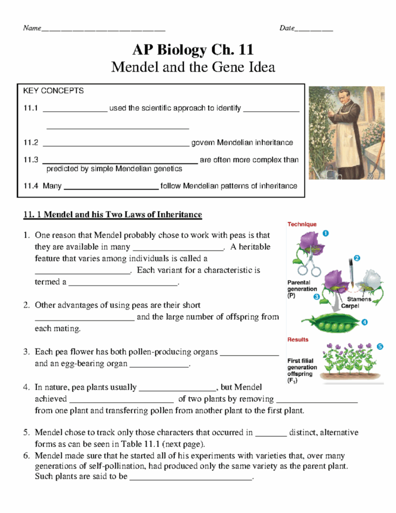 Mendel Genetics Worksheet