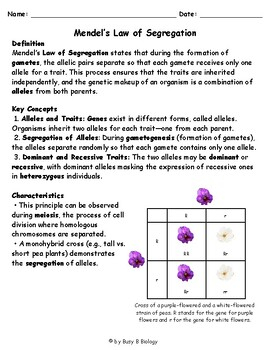 Mendel s Law Of Segregation Genetics Unit Reading Comprehension Worksheet