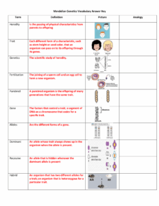 Mendelian Genetics Vocabulary Answer Key Term Definition