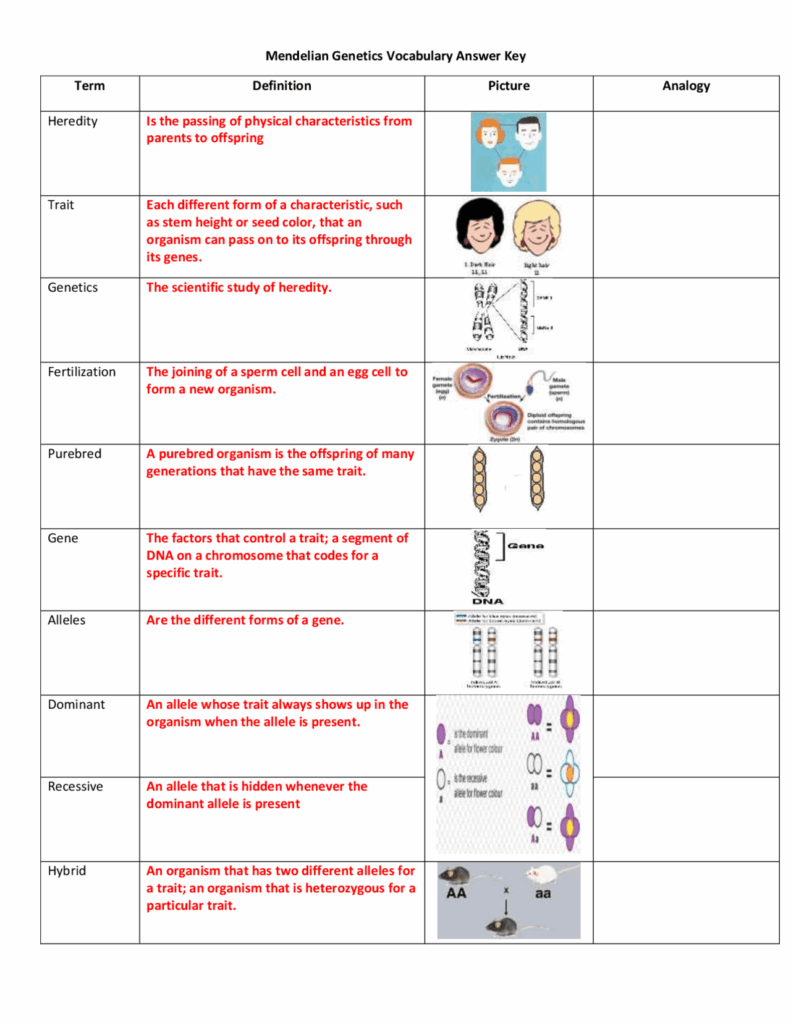 Mendelian Genetics Vocabulary Answer Key Term Definition 