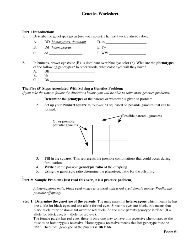 Mendelian Genetics Worksheet 2 Answer Key