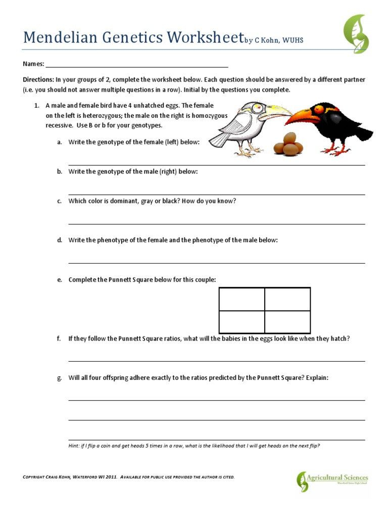 Mendelian Genetics Worksheet Answers Mendelian Genetics Worksheet 