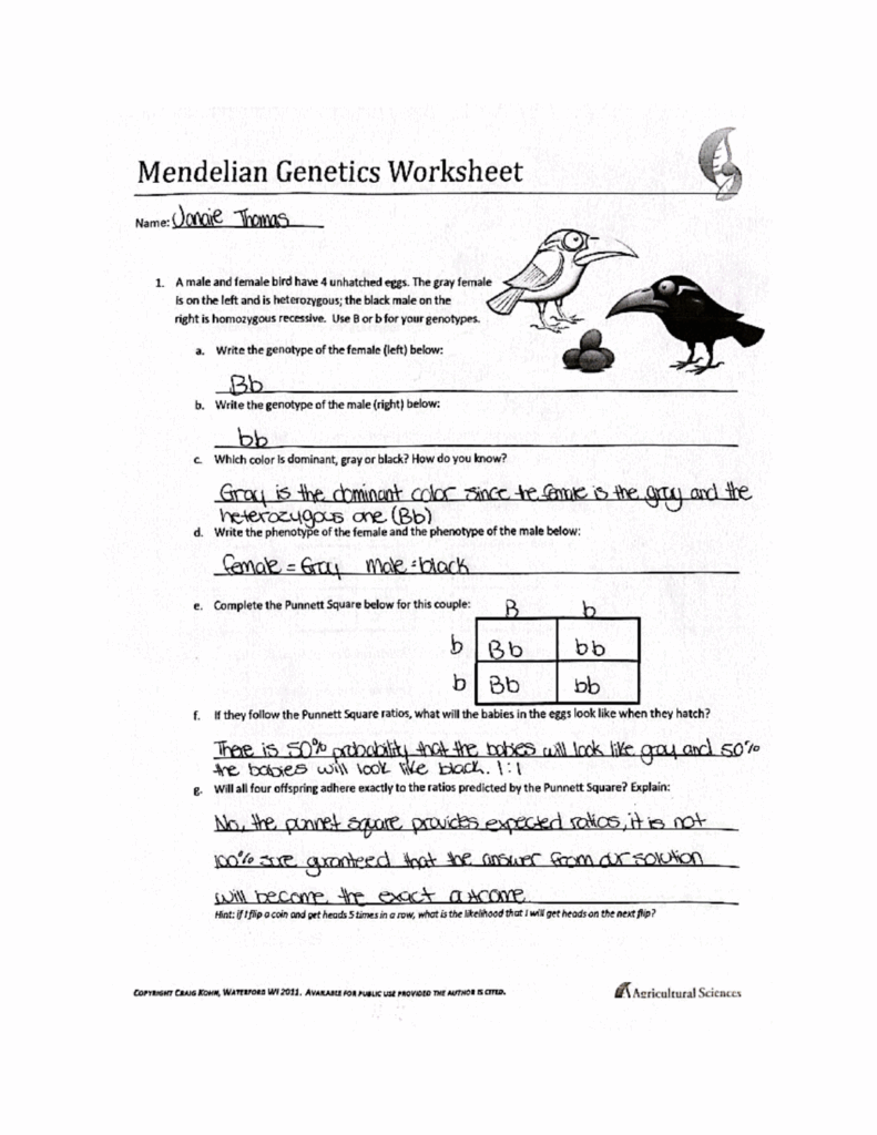 mendelian genetics worksheet for biology mendelian genetics worksheet