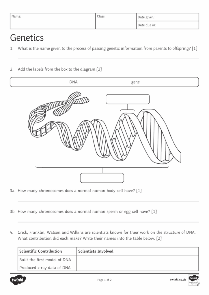 Mendelian Genetics Worksheet PDF Genotype Dominance Genetics 