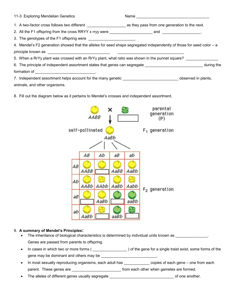 Mendelian Genetics Worksheet