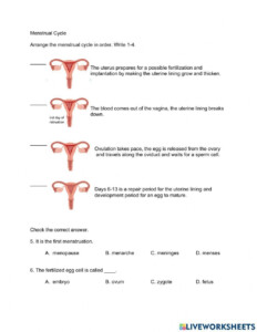 Menstrual Cycle Colouring Colouring Sheets teacher Made
