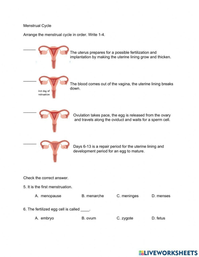 Menstrual Cycle Colouring Colouring Sheets teacher Made 