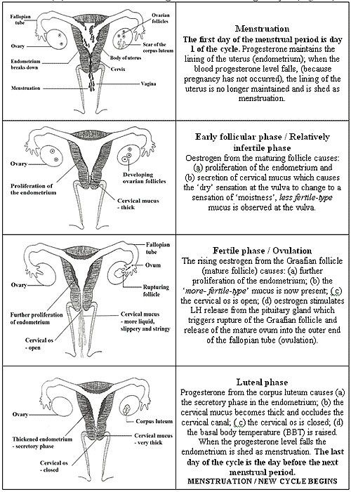 Menstrual Cycle Worksheets