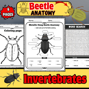 Metallic Marvels External Anatomy Of A Dung Beetle Labeling Worksheet 