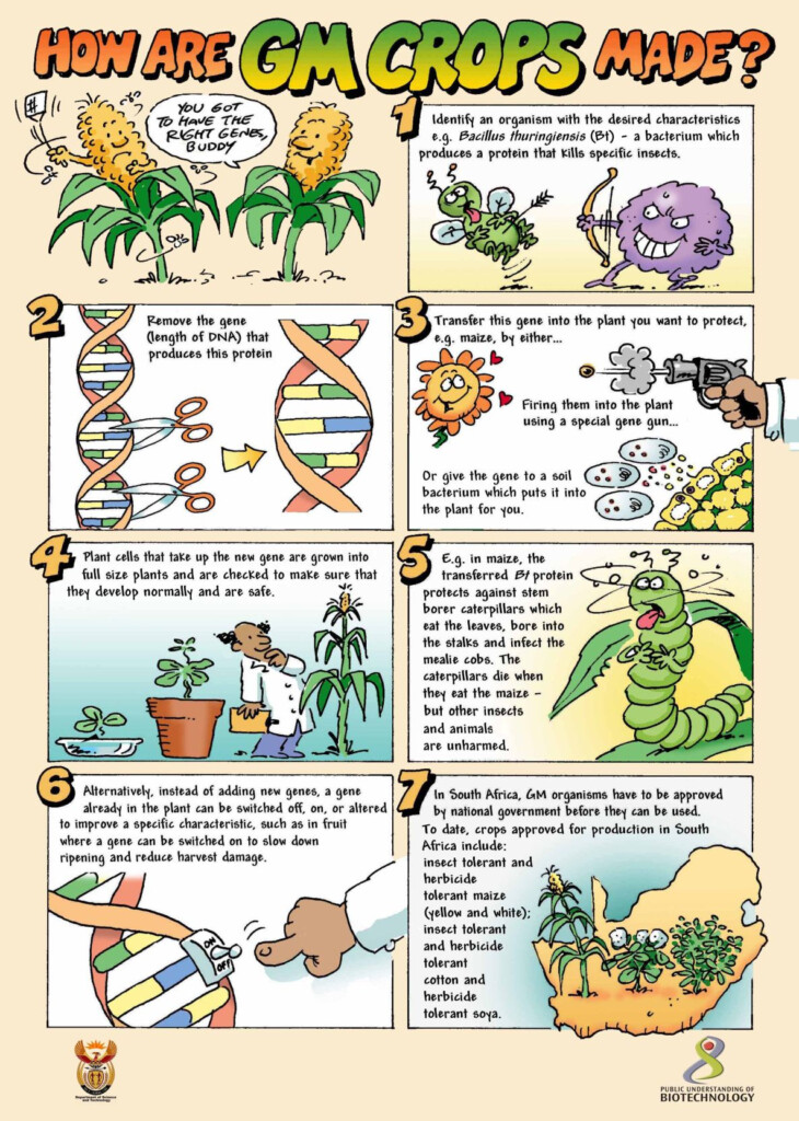 Method Of Growing Genetically Modified Food Biotechnology Lessons 