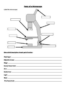 Microscope Labeling And Magnification Worksheet Magnification 