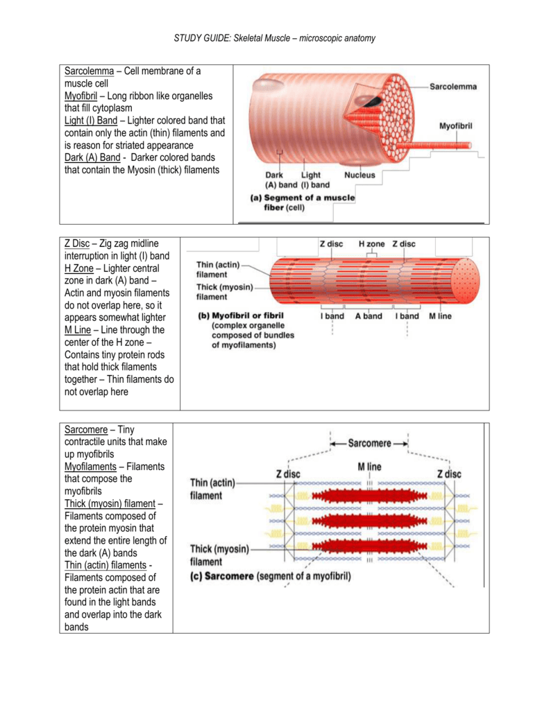 Microscopic Anatomy And Organization Of Skeletal Muscle Worksheet 