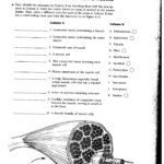 Microscopic Anatomy Of Skeletal Muscle Coloring Worksheet Anatomy 