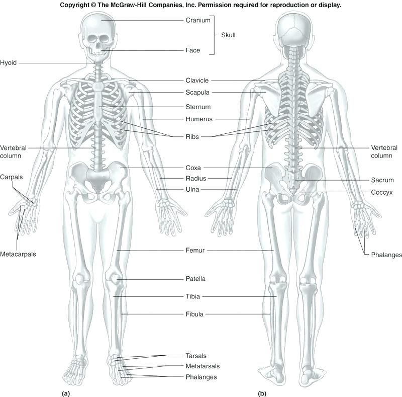 Microscopic Anatomy Of Skeletal Muscle Coloring Worksheet Anatomy 