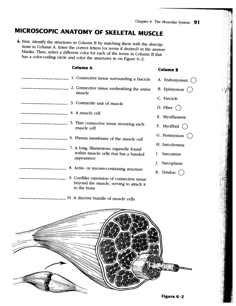 Microscopic Anatomy Of Skeletal Muscle Worksheet Anatomy Worksheets
