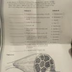 Microscopic Anatomy Of Skeletal Muscle Worksheet Chapter 6 Answers 