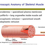 Microscopic Anatomy Of Skeletal Muscle Worksheet Chapter 6 Answers 