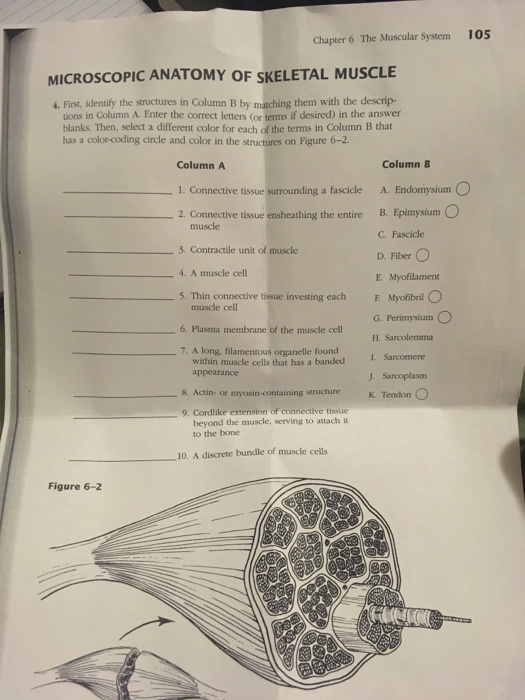 Microscopic Anatomy Of Skeletal Muscle Worksheet Chapter 6 Answers 
