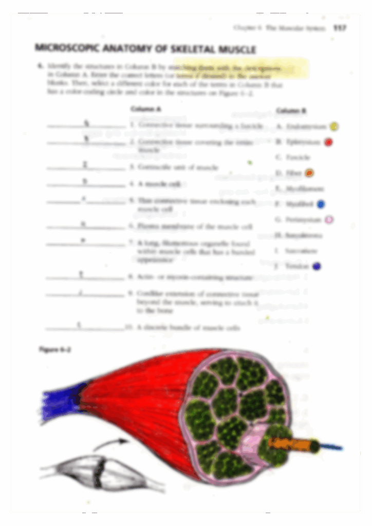 Microscopic Anatomy Of Skeletal Muscle Worksheets Chapter 6 Answers 