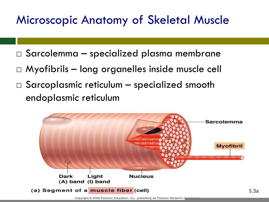 Microscopic Anatomy Of Skeletal Muscle Worksheets Free Printable 