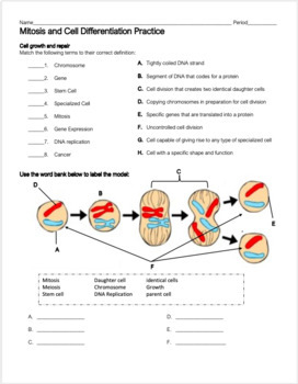 Mitosis And Cell Differentiation Review By Biology With Brynn And Jack