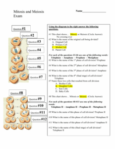 Mitosis And Meiosis Quiz With Answers Pdf