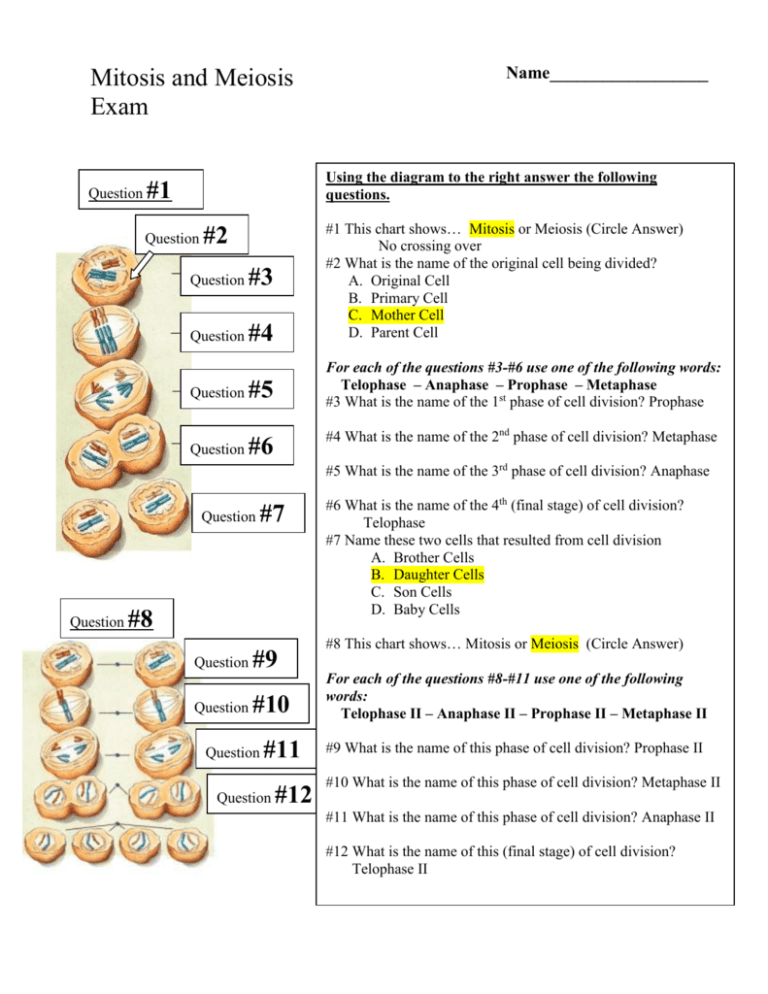 Mitosis And Meiosis Quiz With Answers Pdf