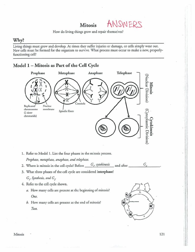 Mitosis Worksheet And Cell Division Biology Exercises Cell 