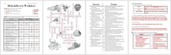 Mollusk Review Worksheet For Biology Or Zoology TpT