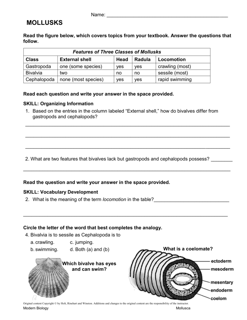 Mollusks Worksheet 1 Answer Key Ivuyteq