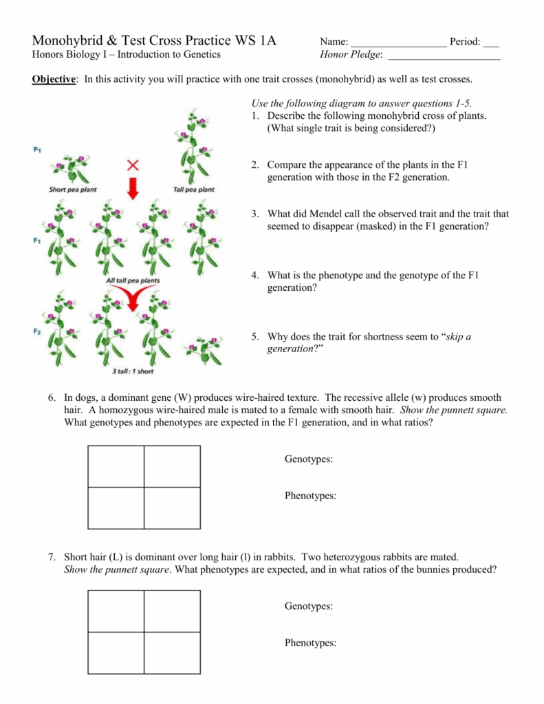 Monohybrid And Test Cross Practice